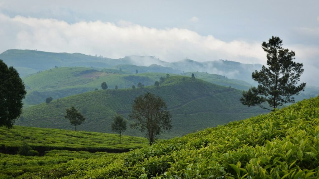 Coorg holiday package – Traaexplore