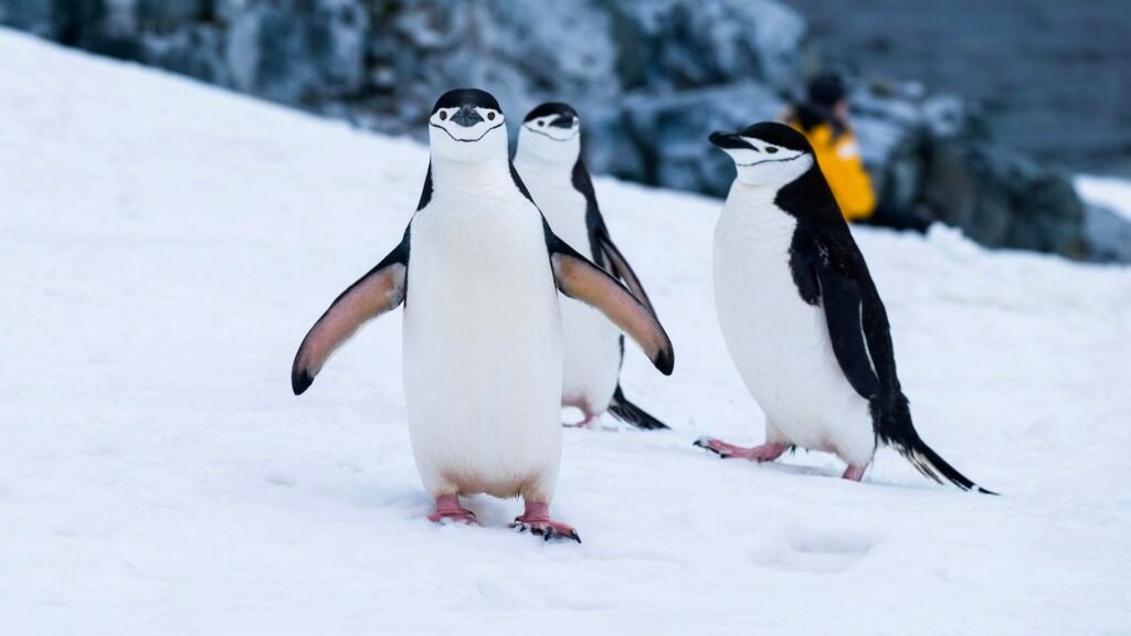 Antarctica luxury holiday – Traaexplore
