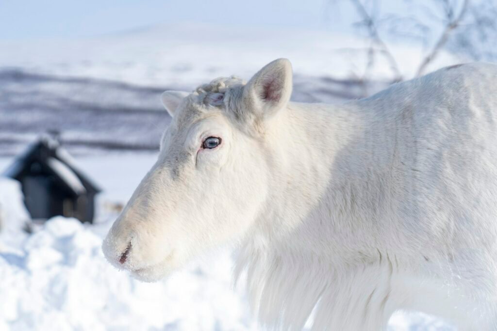Santa Claus Village luxury holiday – Traaexplore